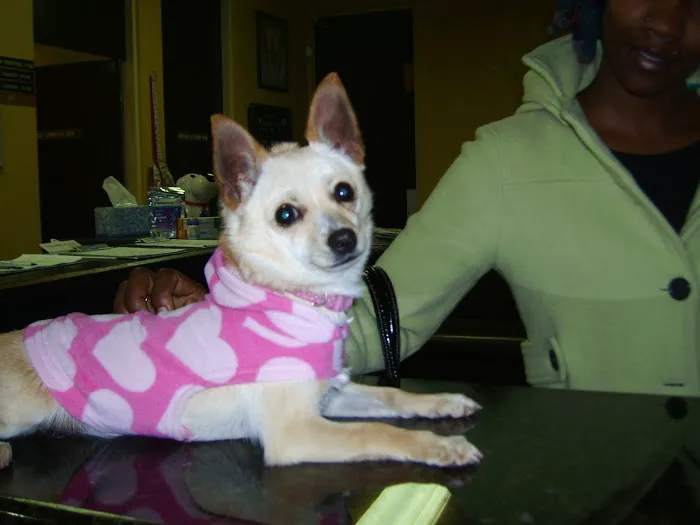 Ambassador Long Beach Veterinary Hospital Picture 9