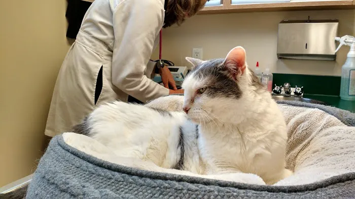 Cat Clinic of Seattle Picture 1