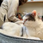 Cat Clinic of Seattle