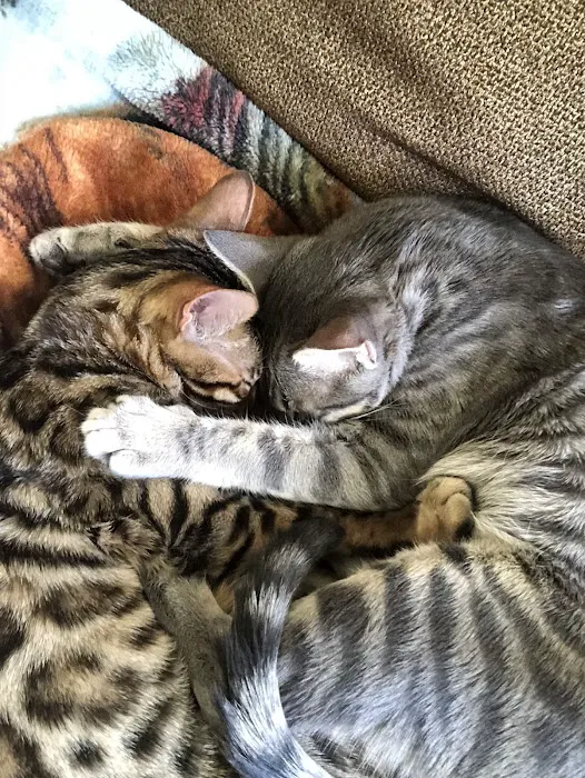 Cat Clinic of Seattle Picture 3
