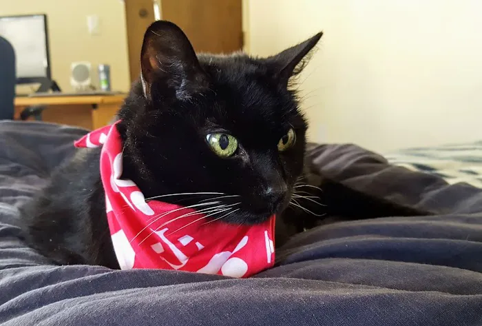 Cat Clinic of Seattle Picture 2