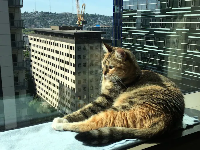 Cat Clinic of Seattle Picture 4