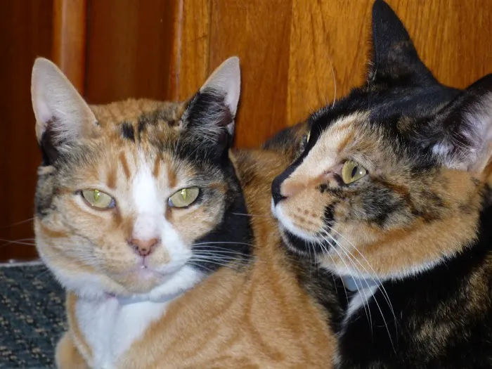 Cat Clinic of Seattle Picture 8