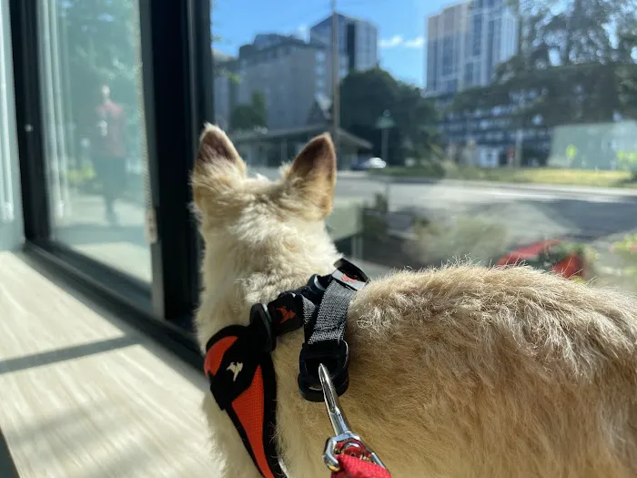 Pacific City Veterinary Care Picture 1