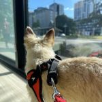 Pacific City Veterinary Care