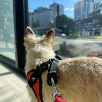 Pacific City Veterinary Care ico