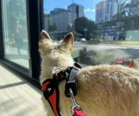 Pacific City Veterinary Care