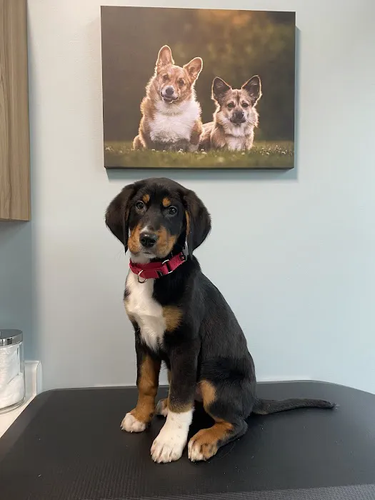 Pacific City Veterinary Care Picture 9
