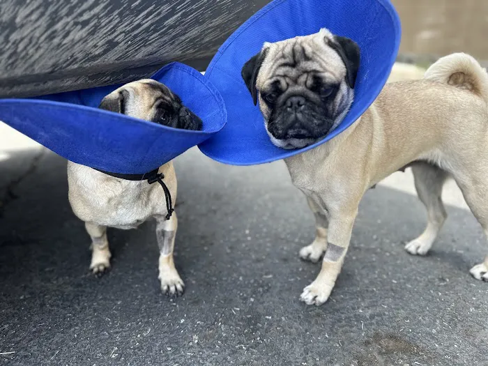 Pacific City Veterinary Care Picture 10
