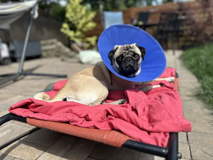Pacific City Veterinary Care Picture 7