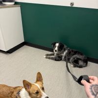 Fremont Animal Hospital ico