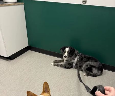 Fremont Animal Hospital