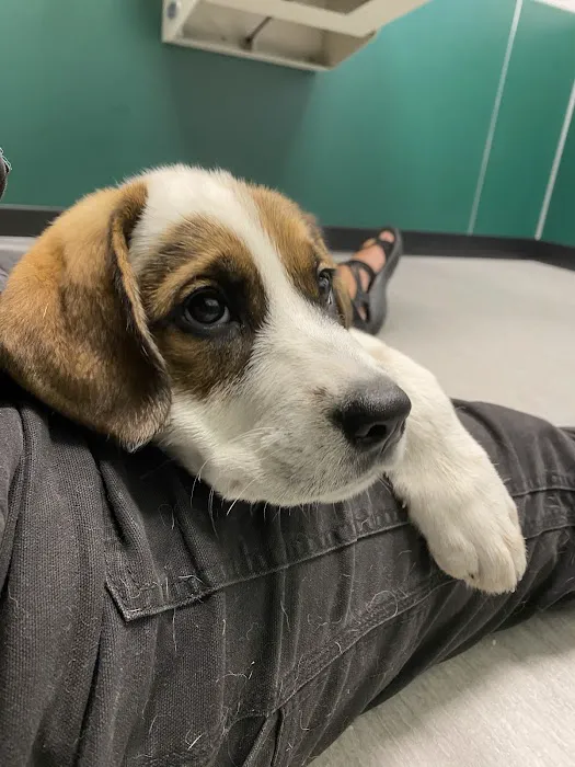 Fremont Animal Hospital Picture 7