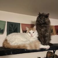 Columbia City Veterinary Hospital ico
