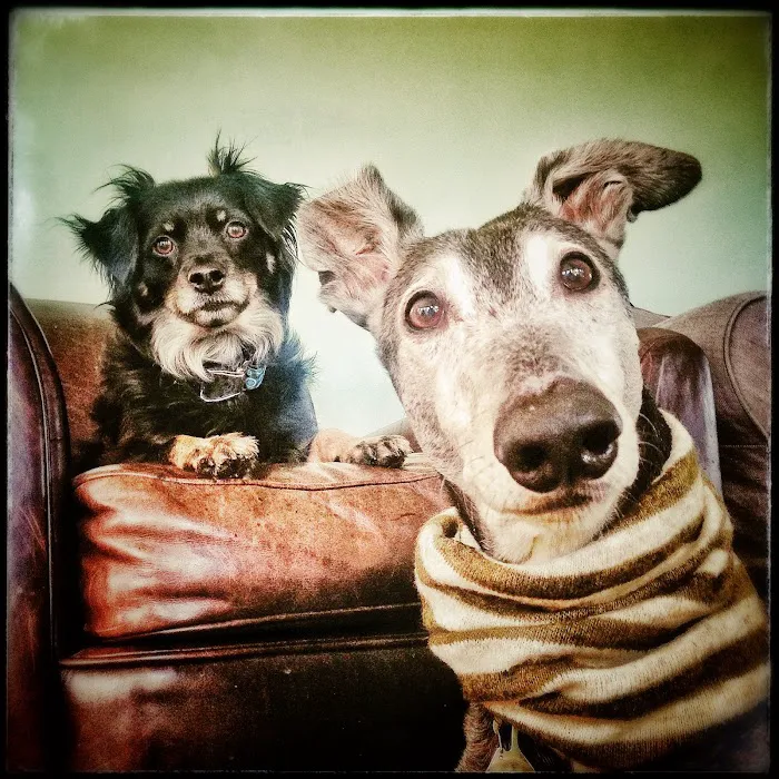 Columbia City Veterinary Hospital Picture 9