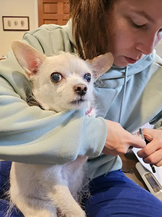 VIP@Home Vet- Very Important Pet Veterinary Services Picture 5