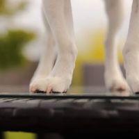 VIP@Home Vet- Very Important Pet Veterinary Services ico