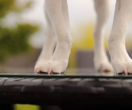 VIP@Home Vet- Very Important Pet Veterinary Services
