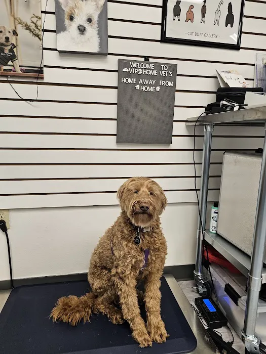 VIP@Home Vet- Very Important Pet Veterinary Services Picture 7