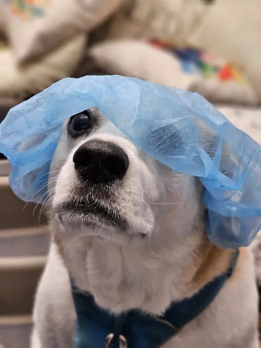 VIP@Home Vet- Very Important Pet Veterinary Services Picture 9