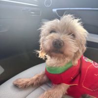 Pet Lovers Animal Hospital Long Beach ico