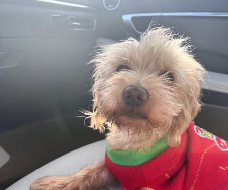 Pet Lovers Animal Hospital Long Beach