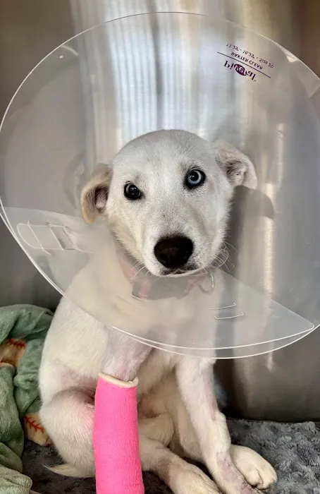 Stitches Veterinary Surgery Picture 1