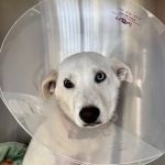 Stitches Veterinary Surgery