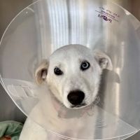 Stitches Veterinary Surgery ico