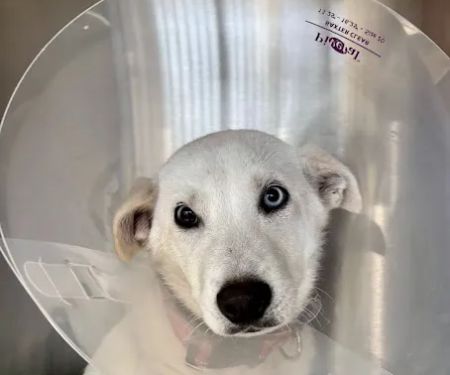 Stitches Veterinary Surgery
