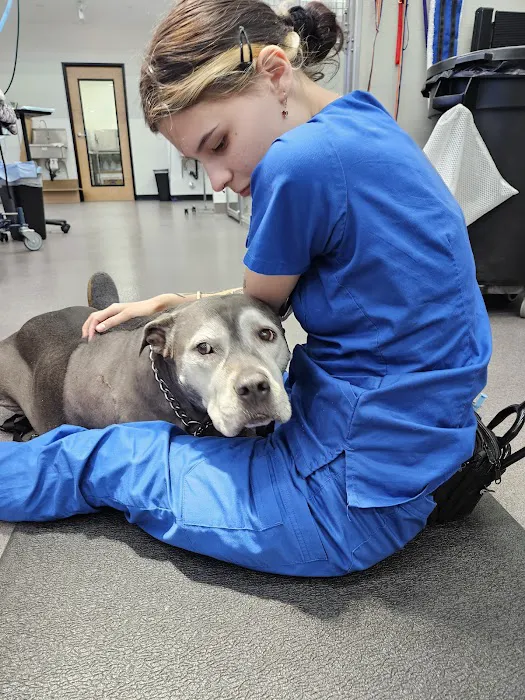 Stitches Veterinary Surgery Picture 3