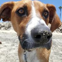 Top Choice Animal Hospital ico