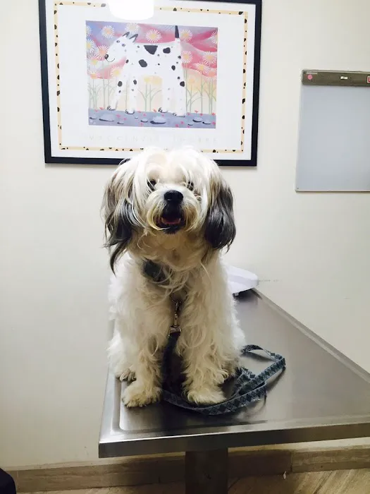 Spring Animal Hospital Picture 1