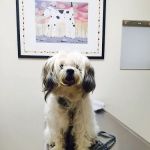 Spring Animal Hospital