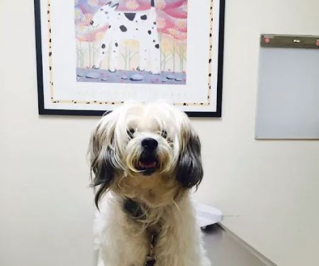 Spring Animal Hospital