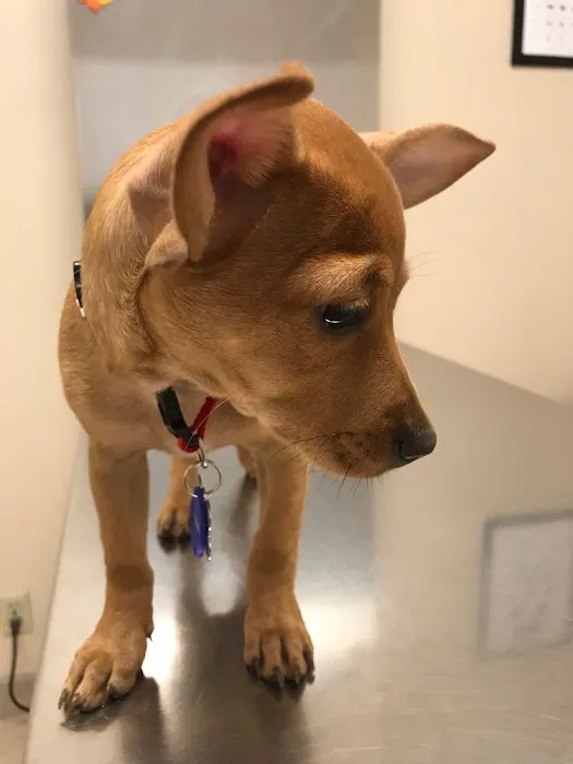 Spring Animal Hospital Picture 2