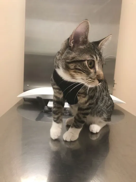Spring Animal Hospital Picture 3