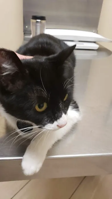 Spring Animal Hospital Picture 7