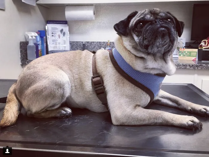 Spring Animal Hospital Picture 8