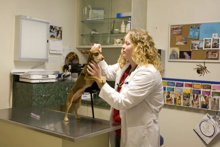 VCA Los Altos Animal Hospital Picture 6