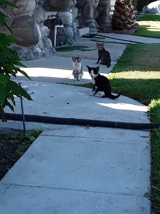 VCA Los Altos Animal Hospital Picture 8