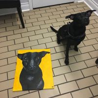 Rice Village Animal Hospital ico