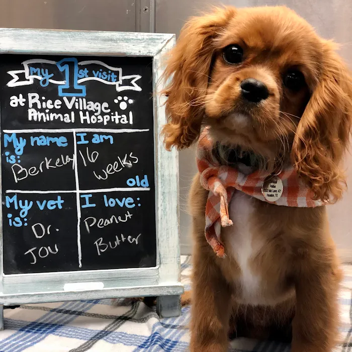 Rice Village Animal Hospital Picture 6