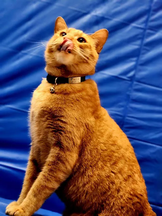 Rice Village Animal Hospital Picture 8