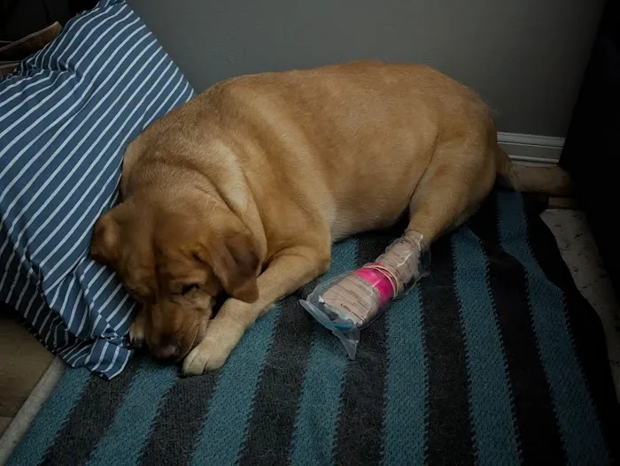 2525 Sunset Veterinarians Picture 7