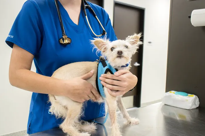 Houston SPCA Veterinary Clinic Picture 3