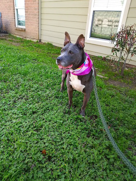 Houston SPCA Veterinary Clinic Picture 5