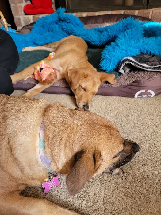 Houston SPCA Veterinary Clinic Picture 7