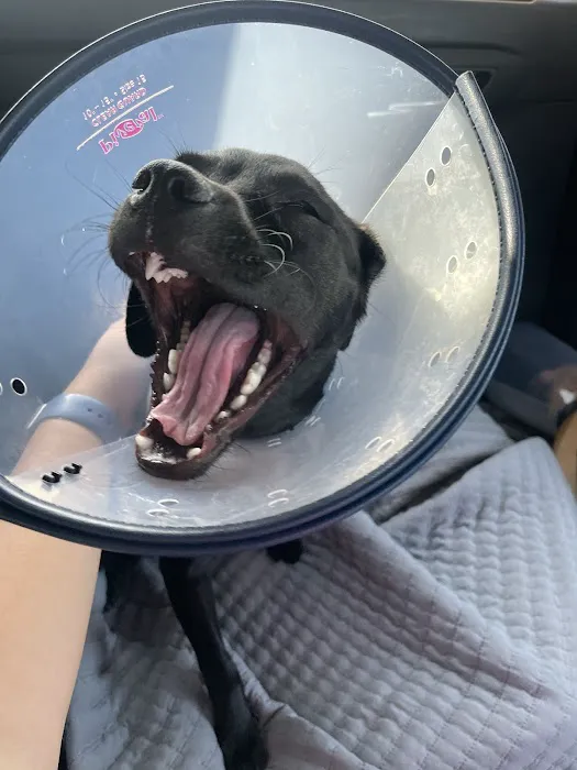 Houston SPCA Veterinary Clinic Picture 9