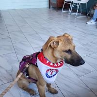 Safe Haven Animal Hospital ico
